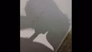 굴복시키는데 진심인 알파메일 트위터 PIT__A__PAT